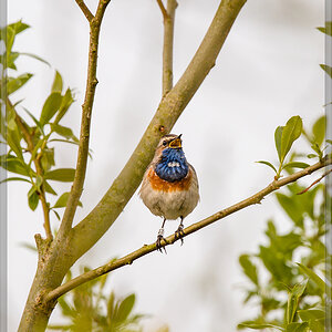 20160423 3524 [NIKON D4] 700 mm,1 1250 Sek. bei ƒ   7,1