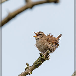 20160423 3694 [NIKON D4] 700 mm,1 1600 Sek. bei ƒ   7,1