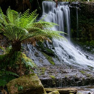 Australischer Regenwald