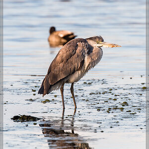 20160417 2697 [NIKON D4] 700 mm,1 1600 Sek. bei ƒ   7,1