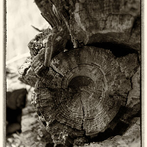 Toter Baum