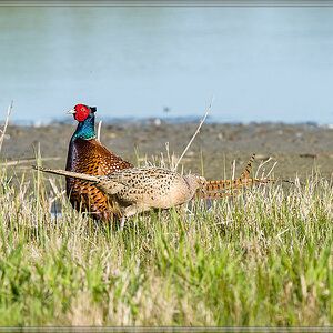 20160421 3205 [NIKON D4] 700 mm,1 1600 Sek. bei ƒ   8,0