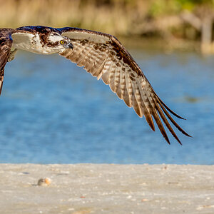 Starting Osprey