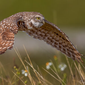 Starting Burrowing Owl
