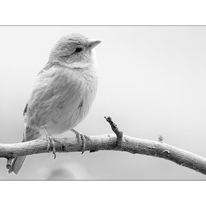 MozartDSC 0006