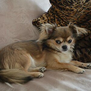 Chihuahua auf Sofa