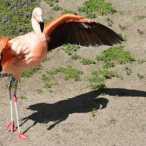 flamingo mit silhouette kl 02