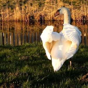 Schwan1ffa