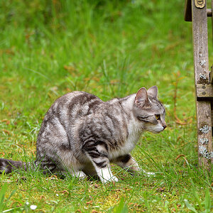 DSC 1275 Katze
