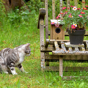 DSC 1276 Katze