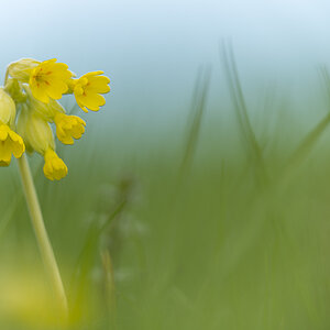 schluesselblume