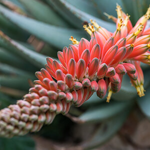 Agavenblüte