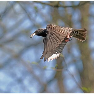 D75 4263 Star Flugstudie II 5 2016