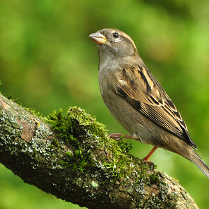 DSC 5417 Spatz