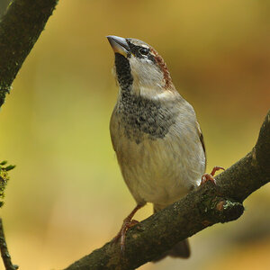 DSC 5418 Spatz