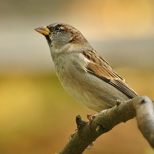 DSC 5419 Spatz