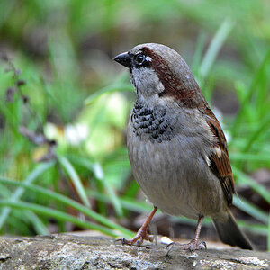 DSC 0107 Spatz