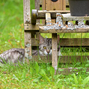 DSC 1285 Katze