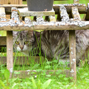 DSC 1286 Katze
