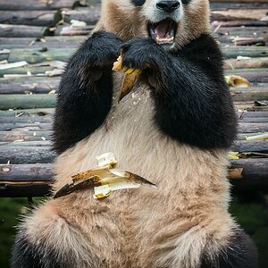 comp Panda (42 von 1)