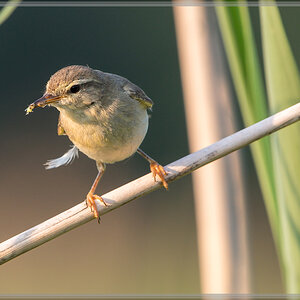20160604 4491 [NIKON D500] 500 mm,1 200 Sek. bei ƒ   7,1