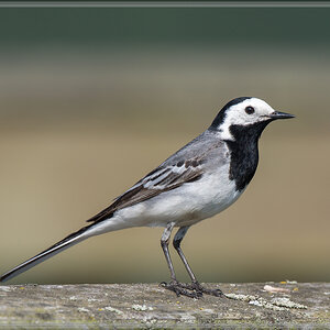 20160605 5150 [NIKON D500] 700 mm,1 640 Sek. bei ƒ   6,3