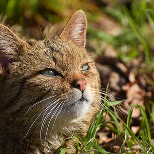 Widkatze
