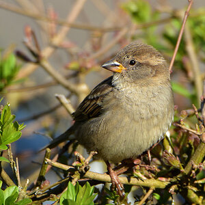 DSC 1250 Spatz