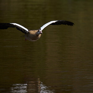 Nilgans406