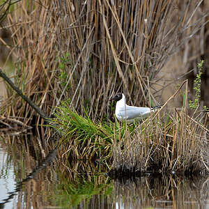 DSC 1391 Lachmöwe