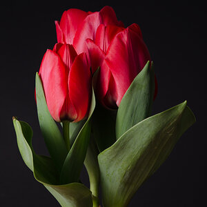 Blumen von Birgit