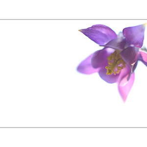 MozartPZ1 4115