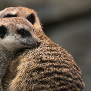 opel zoo erdmaennchen 1