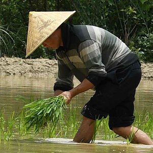 LongJi Reisterrassen 2 Crop 100%