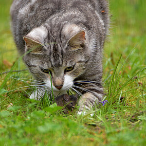 DSC 1289 Katze
