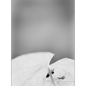 MozartPZ1 4741