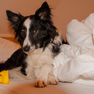 paddy bett