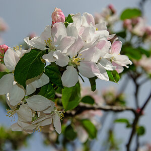 Apfelblüten, 24. April 2016