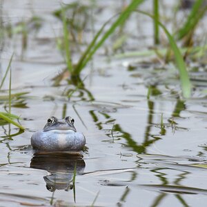 Moorfrosch 18