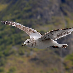 DSC 5911 Möwe