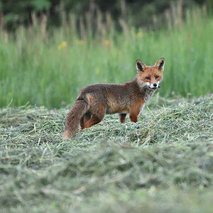 Fuchs 052016