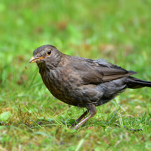 DSC 1676 Amsel