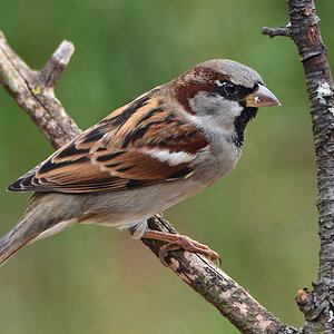 DSC 9690 Spatz
