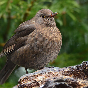 DSC 0541 Amsel