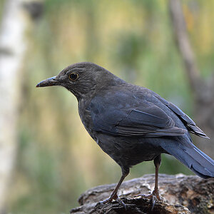 DSC 0806 Amsel