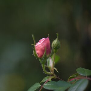 KR 540kDSC 9608