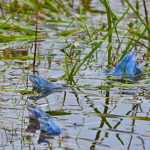 Moorfrosch 2016.04.04 14