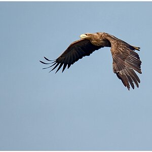 D75 3213 Seeadler III 4 2016 CP