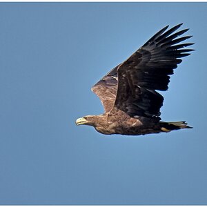 D75 3217 Seeadler 4 2016 DN CP