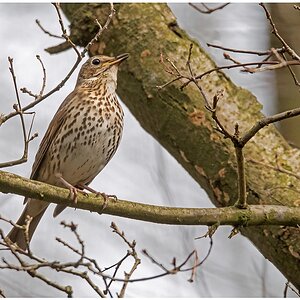 D75 3346 Singdrossel II A 4 2016 DN